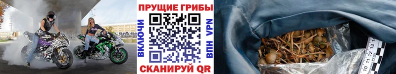 Галлюциногенные грибы Magic Shrooms  blacksprut сайт  Берёзовка 